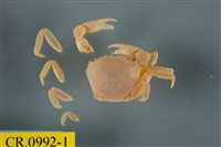 藏品(平背蜞)的圖片